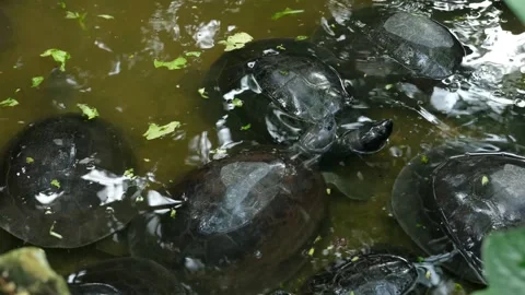 Turtles and their daily behavior Stock Footage 288543029