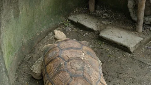 Turtles and their daily behavior Stock Footage 288543095