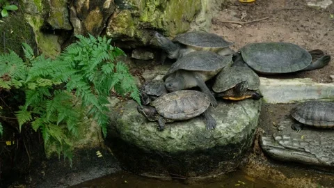 Turtles and their daily behavior Stock Footage 288543118