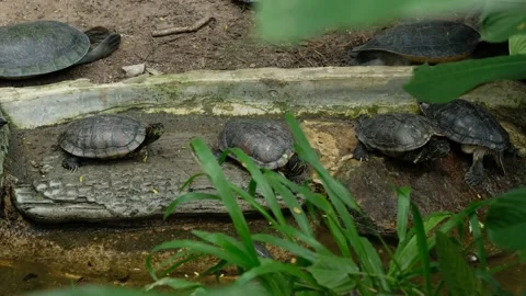 Turtles and their daily behavior Stock Footage 288543119