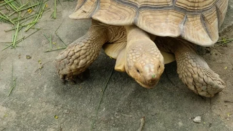 Turtles and their daily behavior Stock Footage 288543142
