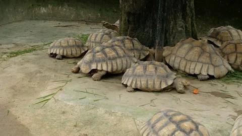 Turtles and their daily behavior Stock Footage 288543227