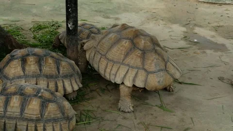 Turtles and their daily behavior Stock Footage 288543299