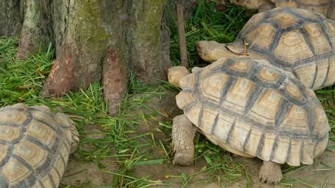 Turtles and their daily behavior Stock Footage 288543336