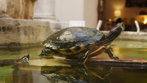 Turtles Annoying Each Other Stock Footage 130571424