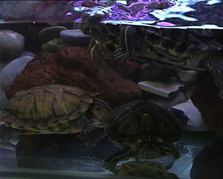 TURTLES in aquarium Video stock 22713793