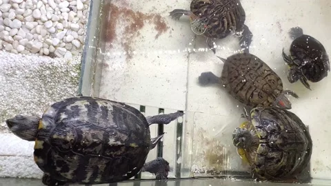 Turtles in the aquarium Stock Footage 206843915