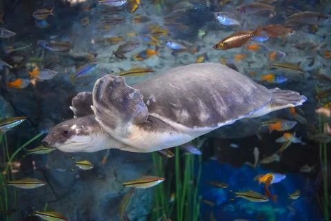 Turtles in aquarium Stock Photos