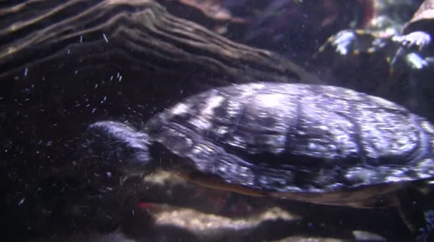Turtles in aquarium silent Stock Footage 40729645