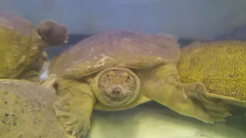 Turtles are active in the water 스톡 동영상 292116882