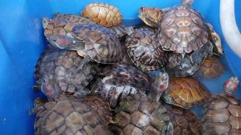 The turtles are crawling Stock Footage 153249188