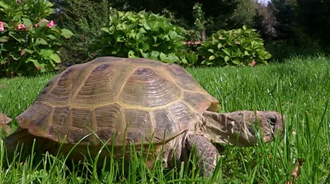 Turtles are doing a rally Stock Footage 34068571