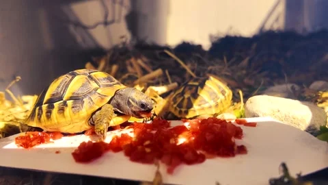 The turtles are eating a tomato (time lapse) Stock Footage 278612700