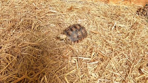The turtles are inside the wooden box and walk around on the straw on the Stock Footage 289562397