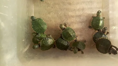 The turtles are lovely Stock Footage 98637434