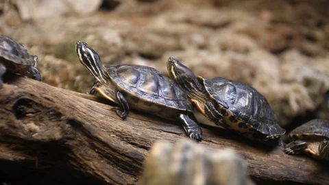 Turtles are sitting on a log Stock Footage 103054003