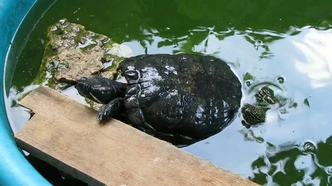 The Turtles Are In The Small Garden Pool. Stock Footage 87531066