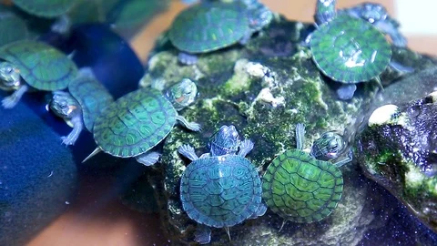 Turtles are in a terrarium Stock Footage 120128144