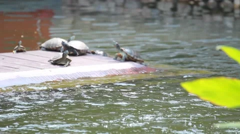 Turtles are trying to dry up the sun together near a Turtle Pond Stock Footage 56907445