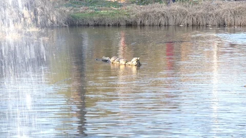 Turtles are warm in the su. Stock Footage 104378374