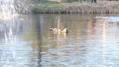 Turtles are warm in the sun Stock Footage 104378232