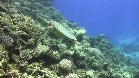 Turtles attacking each other Stock Footage 41843161