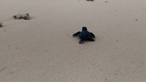 Turtles Baby Go to The Ocean Stock Footage 166128879
