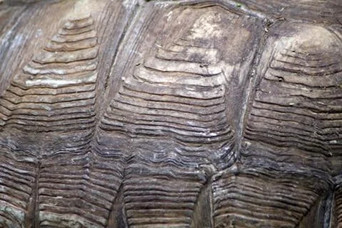 Turtle's back background texture so close Stock Photos