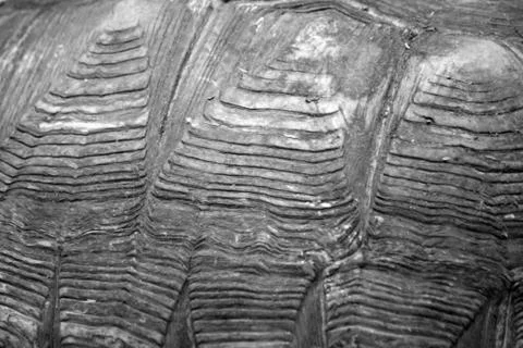 Turtle's back background texture so close Stock Photos
