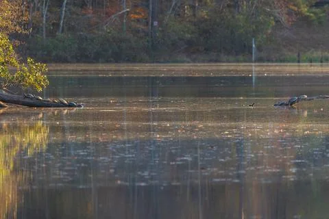 Turtles Bask On Both Ends Of Submerged Log In Lake Stock Photos