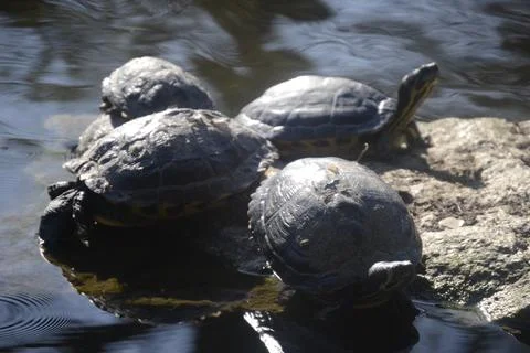 The turtles bask in the Easter days Stock Photos