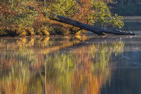 Turtles Bask On Log Surrounded By Fall Colors At Lake Stock Photos