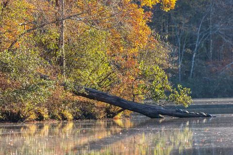 Turtles Bask On Log Surrounded By Fall Foliage At Lake Foto stock