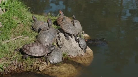 Turtles bask in the sun 스톡 동영상 176851905
