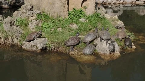 Turtles bask in the sun Video stock 176852286