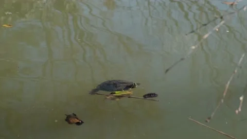 Turtles bask in the sun Stock Footage 176852533