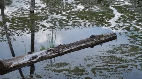 Turtles basking on a fallen log in a murky algae-covered pond with reflections Stock Footage 338035980