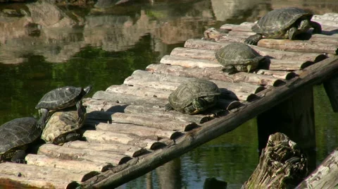 Turtles Basking 스톡 동영상 5087080