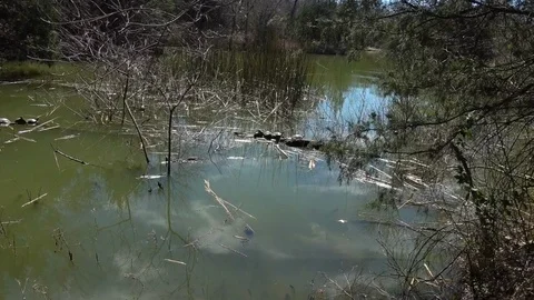 Turtles Basking on a Log 스톡 동영상 104991712