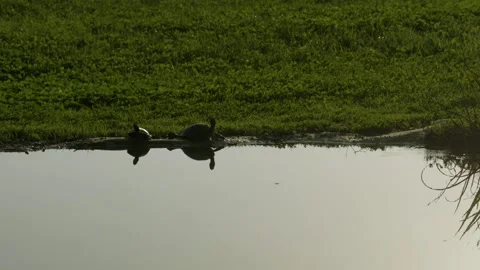 Turtles Basking on Log in Lake - Wide Shot Video stock 291318702