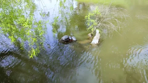 Turtles basking in the sun on a dead log Stock Footage 326175671