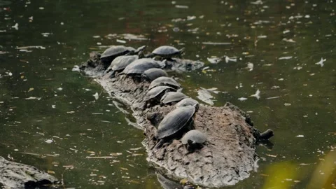 Turtles Basking in the Sun on a Log in Serene Pond Stock Footage 313501890