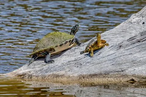 Turtles Basking in the Sun Stock Photos