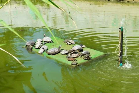 Turtles basking in the sun Stockfoto's