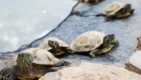 Turtles basking in the sun by the water Stock Photos