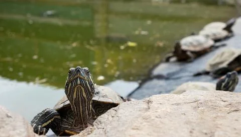 Turtles basking in the sun by the water Stock Photos