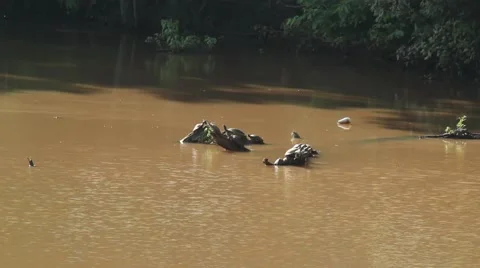 Turtles in bayou jumping from logs Video stock 42105225