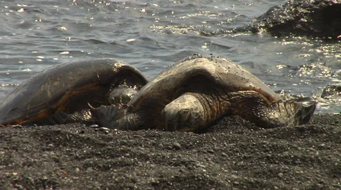 Turtles at a beach in Hawaii Stock Footage 41380777