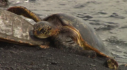 Turtles at a beach in Hawaii Stock Footage 41380780