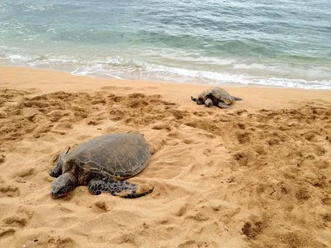 Turtles on the beach. Stock Photos